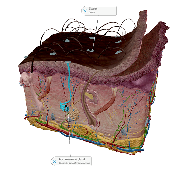 skin-sweat-gland