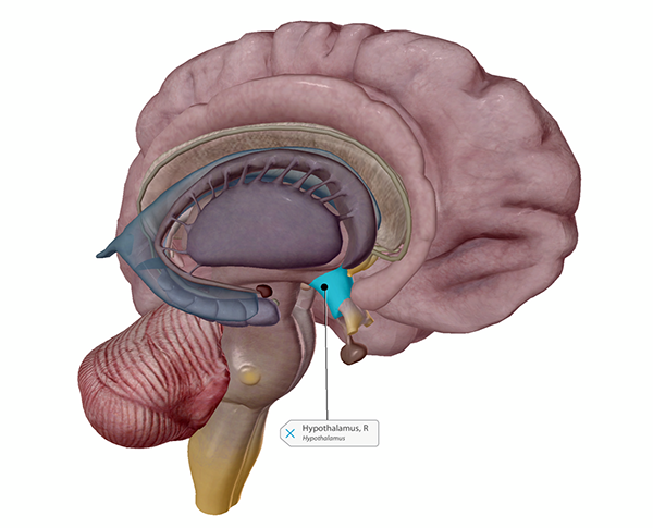 thermoregulation-hypothalamus