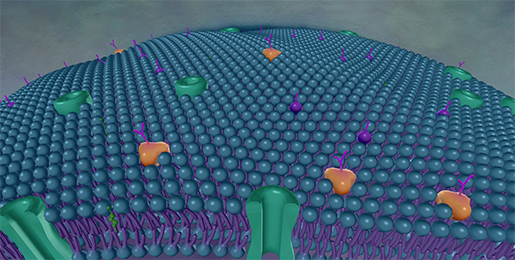 plasmamembrane-otherelements-screenshot-1
