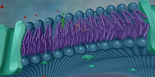 plasmamembrane-zoomedincholesterol-screenshot-1
