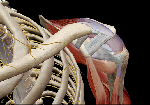 muscle-bursae-shoulder-joint-subacromial-bursa-synovial