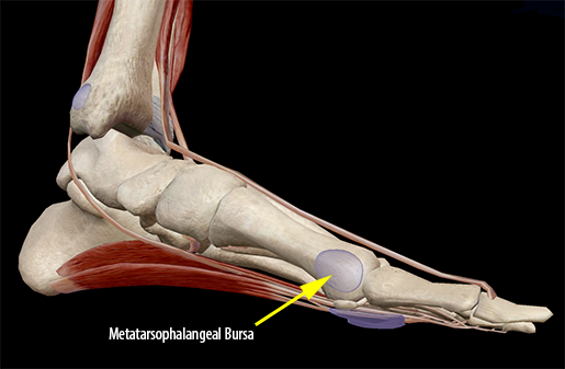 muscle-metatarsophalangeal-bursa-hallux-big-toe-joint-metatarsal