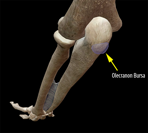 muscle-olecranon-subcutaneous-bursa-elbow-joint