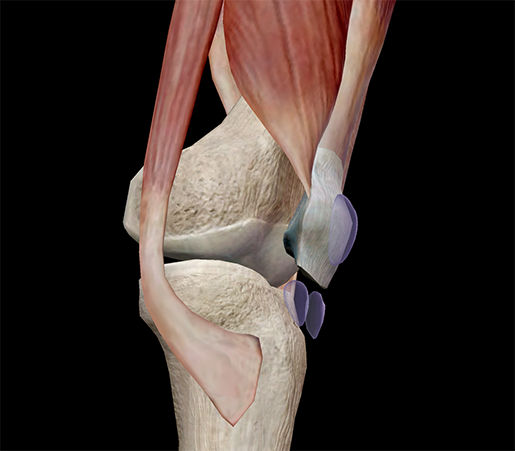 muscle-patella-superficial-subcutaneous-prepatellar-bursa