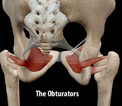 Learn Muscle Anatomy: Lateral Rotators