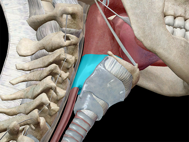 Anatomy and Physiology: The Pharynx and Epiglottis
