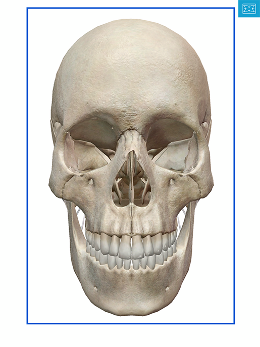 coronal-section-draw-rectangle