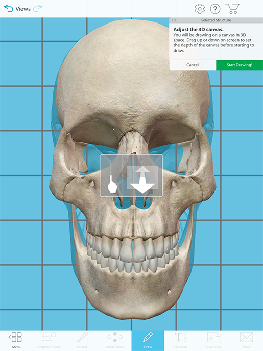 coronal-section-draw-tool-depth