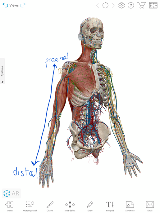 Free Lesson Plan: Anatomical Planes, Positions, and Directional Terms