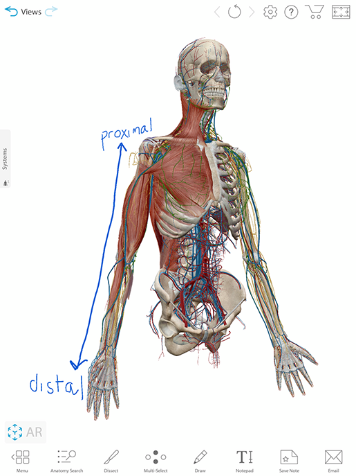 distal-proximal-note-view