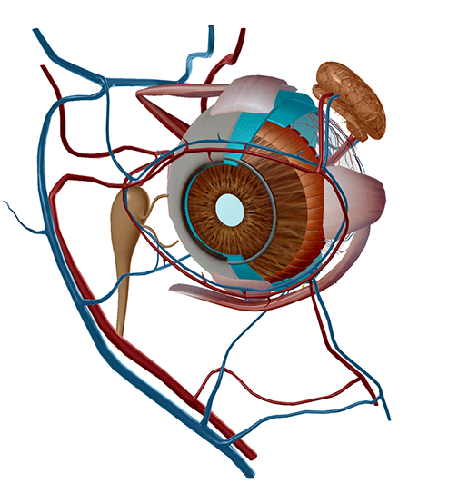 eye-model-choroid-retina-pupil