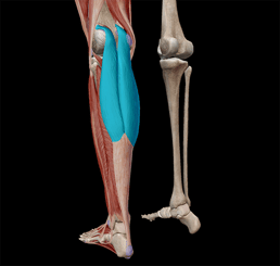 muscle-lever-gastrocnemius