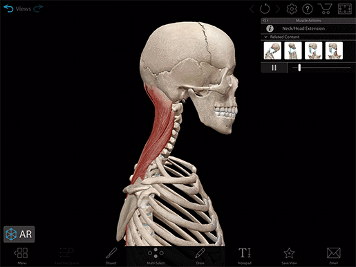 Biomechanics: Lever Systems in the Body