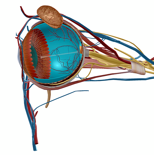 eye-model-retina-and-lens