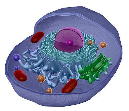 light-therapy-cell-mitochondria