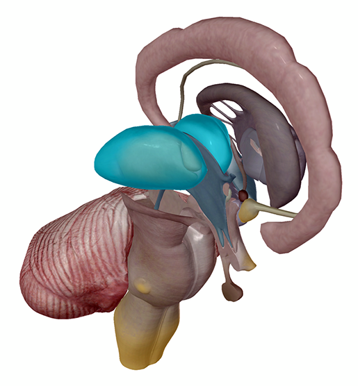 thalamus-with-cerebellum-and-brainstem