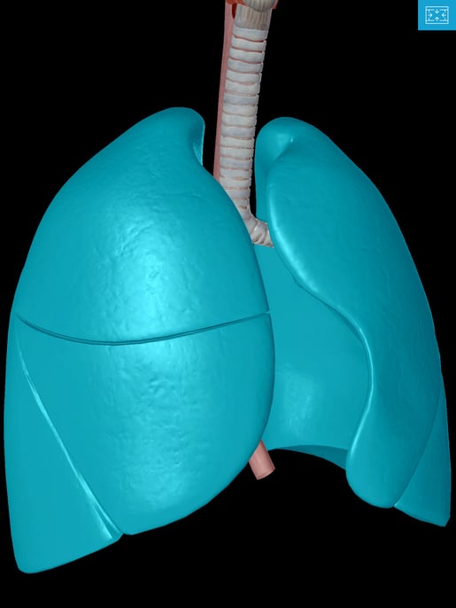 Lower-Respiratory-System-Left-right-lung-fissures.jpg