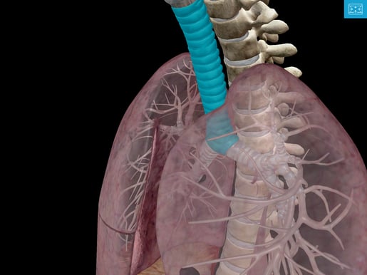 anatomy and physiology of the lower respiratory system
