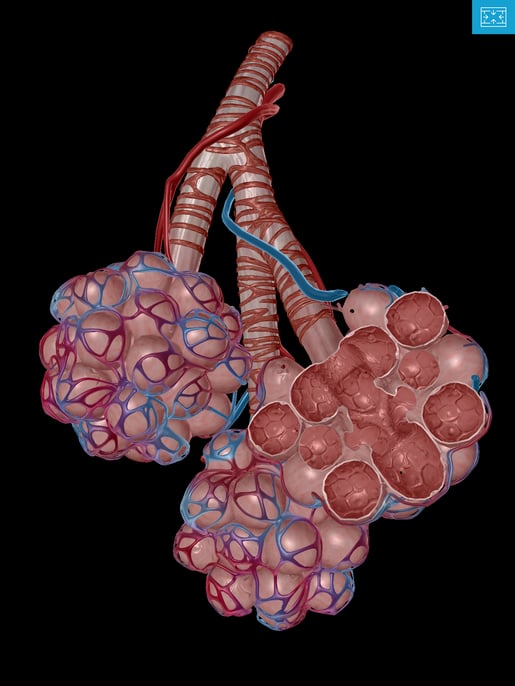 Lower-Respiratory-system-lungs-alvelor-sacs-individual-alveoli.png