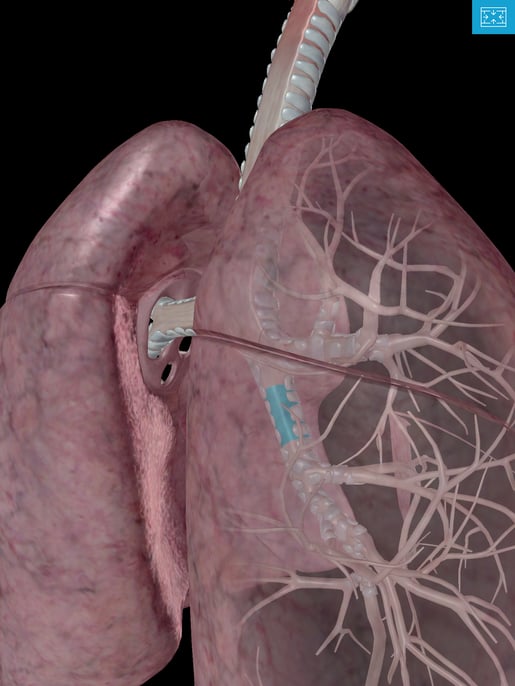 Lower-Respiratory-system-lungs-intermediate-secondary-lobar-intrapulmonary-bronchus.png