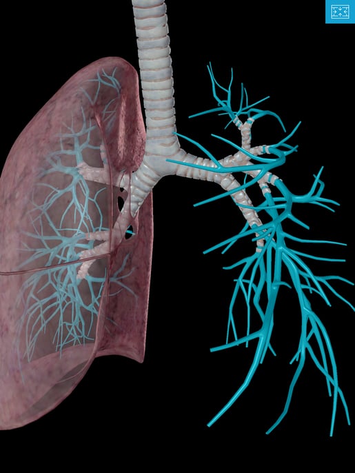 Lower-Respiratory-system-lungs-tertiary-segmental-bronchus-Bronchioles-alveoli.png
