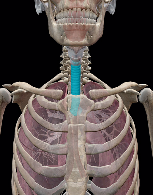 lower-respiratory-trachea