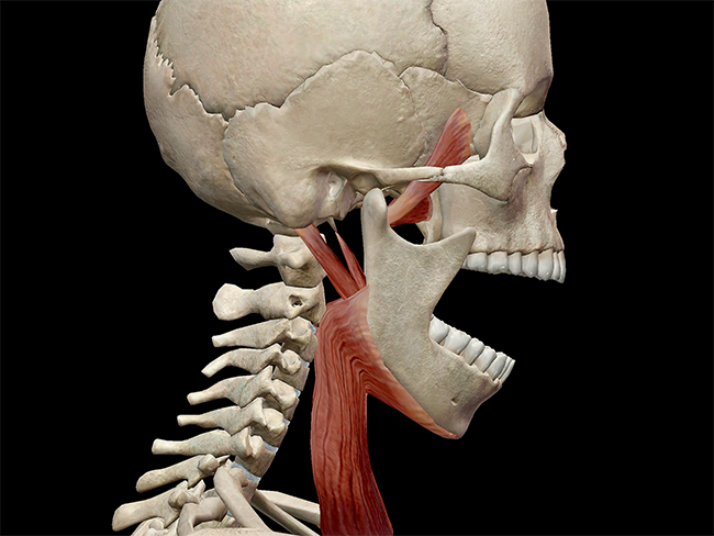 The TMJ, in mandibular depression