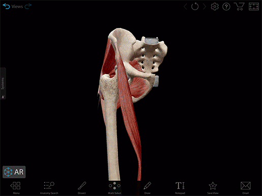bone-landmarks-view-mandk