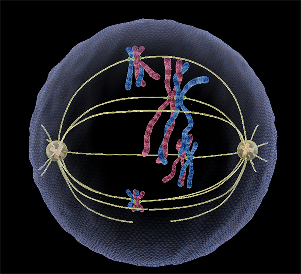 meiosis-crossing-over