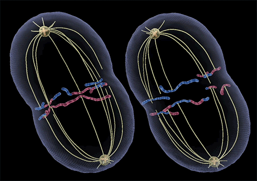 meiosis-gif-anaphase
