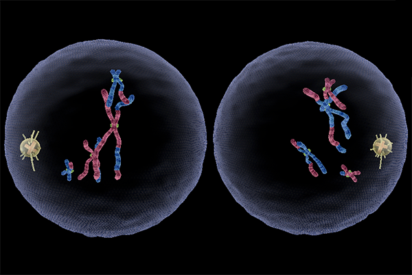 meiosis1-end-product