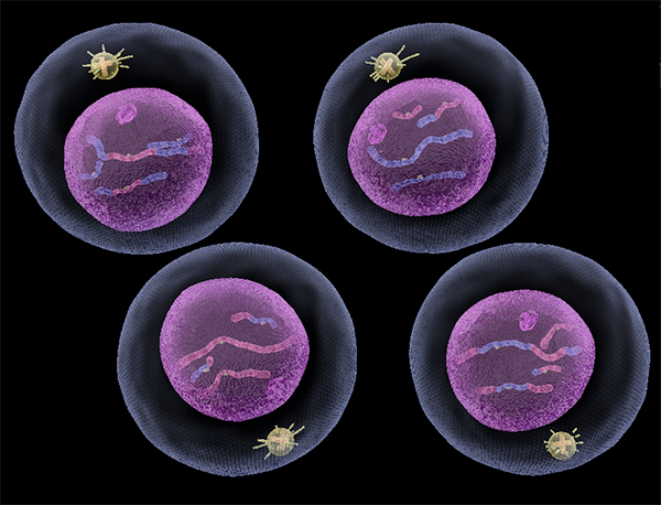 meiosis2-end-product