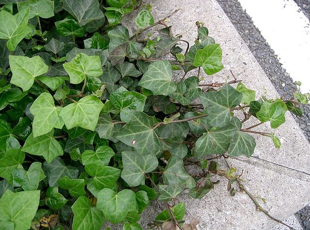 640px-Hedera_helix3