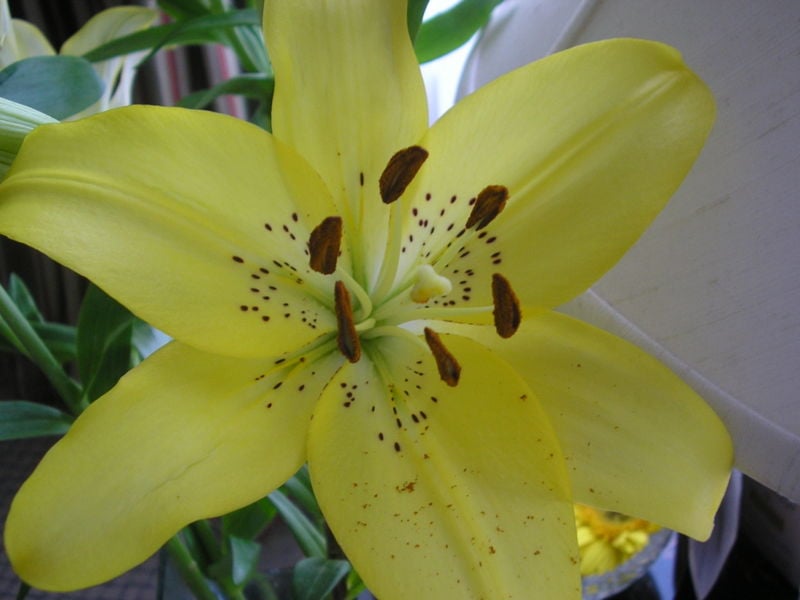 800px-Lilium_canadense