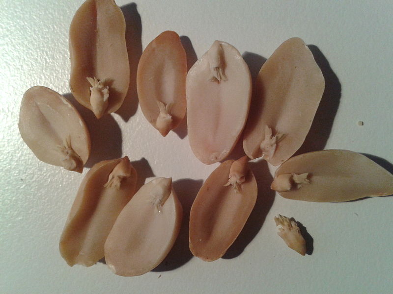 800px-Peanut_cotyledons