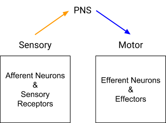 Nervous System Divisions Chart