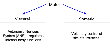 nervous-system-divisions-motor-visceral-somatic