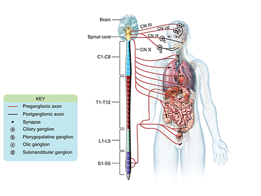 nervous-system-divisions-parasympathetic-ganglia