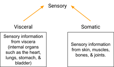 Nervous System Divisions Chart