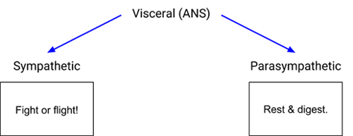 nervous-system-divisions-visceral-ans