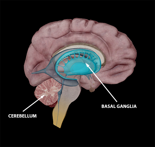 neuromuscular-interaction-basal-ganglia-cerebellum