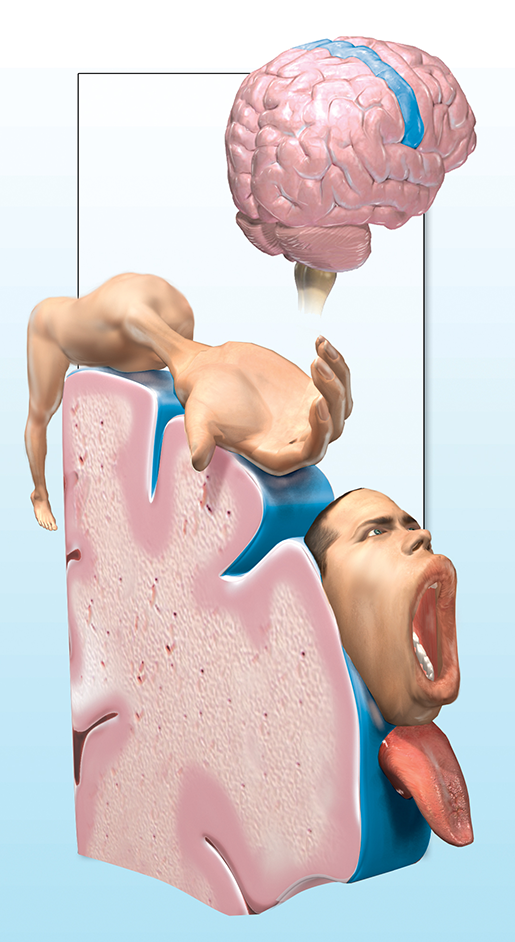 neuromuscular-interaction-motor-homunculus-illustration