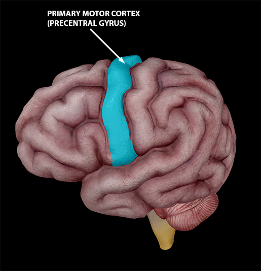 neuromuscular-interaction-primary-motor-cortex