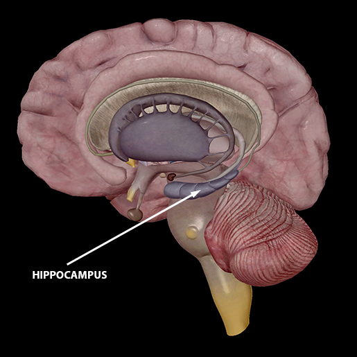 neuromuscular-interactions-hippocampus