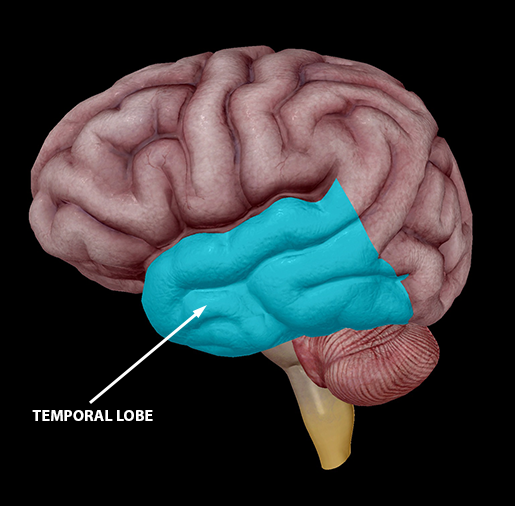neuromuscular-interactions-temporal-lobe-l