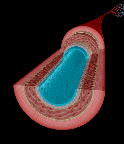 artery-endothelium