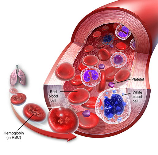 blood-composition-red-blood-cells