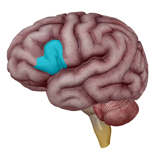 brain-brocas-area-left-ifg