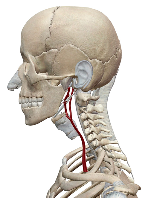 carotid-artery