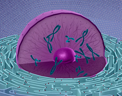chromosomes-in-nucleus